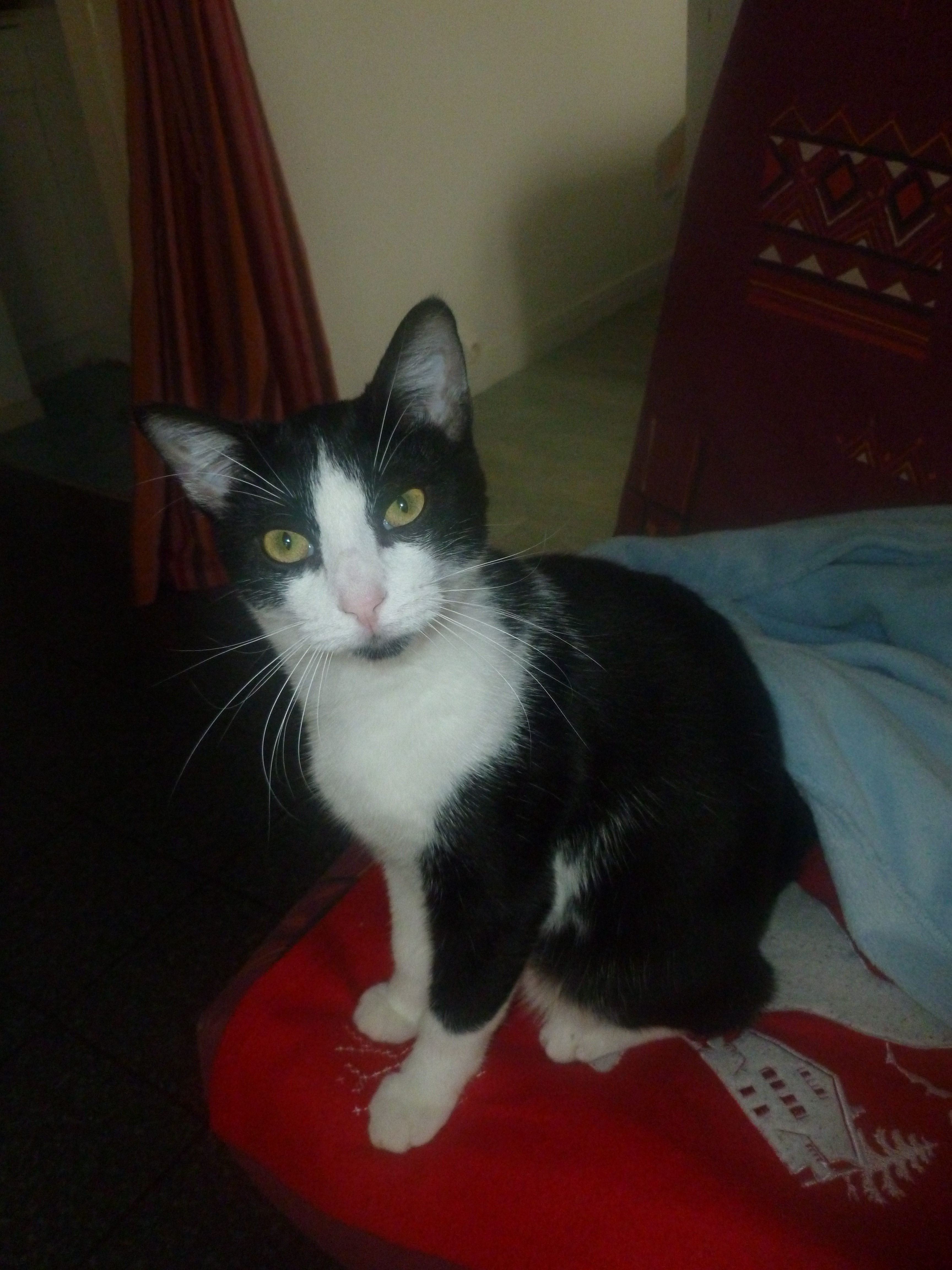 Mon Chaton De 7 Mois Me Semble Petit Chats Forum Animaux Doctissimo Mon Chaton De 7 Mois Me Semble Petit Chats Forum Animaux Doctissimo