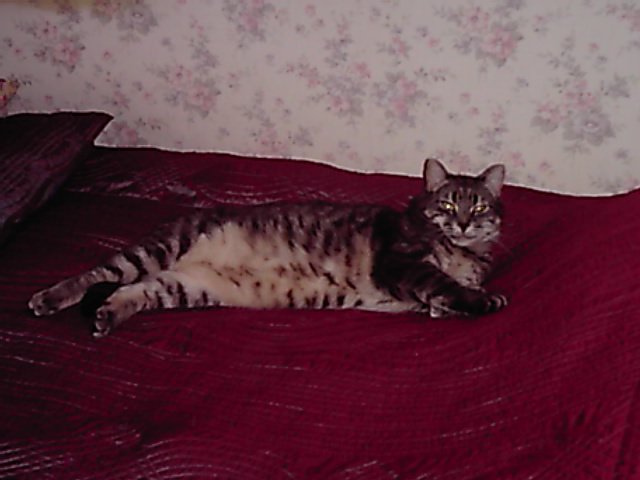 De L Homeo Contre Le Lymphome De Mon Chat Medecine Veterinaire Forum Animaux Doctissimo De L Homeo Contre Le Lymphome De Mon Chat Medecine Veterinaire Forum Animaux Doctissimo