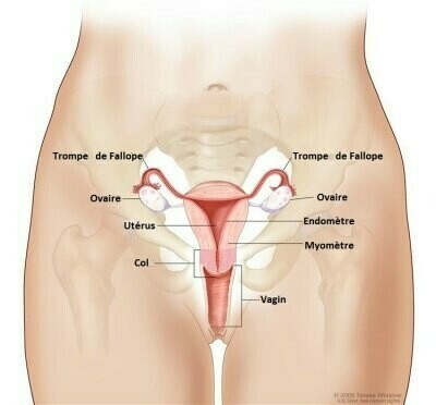 anatomie-feminine