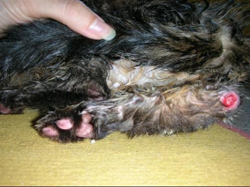 Blessures Aux Pattes Arrieres De Mon Chat Medecine Veterinaire Forum Animaux Doctissimo Blessures Aux Pattes Arrieres De Mon Chat Medecine Veterinaire Forum Animaux Doctissimo
