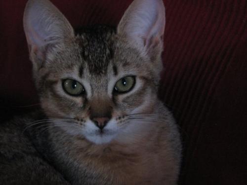 Ascite Mon Minou Est Decede Medecine Veterinaire Forum Animaux Doctissimo Ascite Mon Minou Est Decede Medecine Veterinaire Forum Animaux Doctissimo