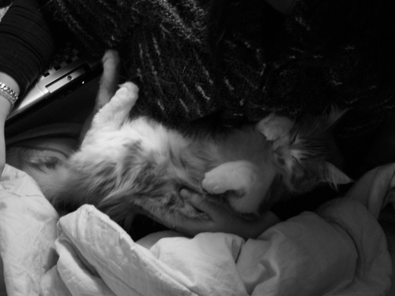 Un Chat Qui Ne Sort Pas Est Il Malheureux Les chats en appart' sont-ils heureux ? - Page : 2 - Chats - FORUM