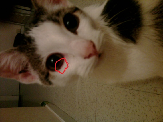 Mon Chat Tache Marrons Rouge Sur Un Oeuil