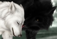 loup blanc, loup noir