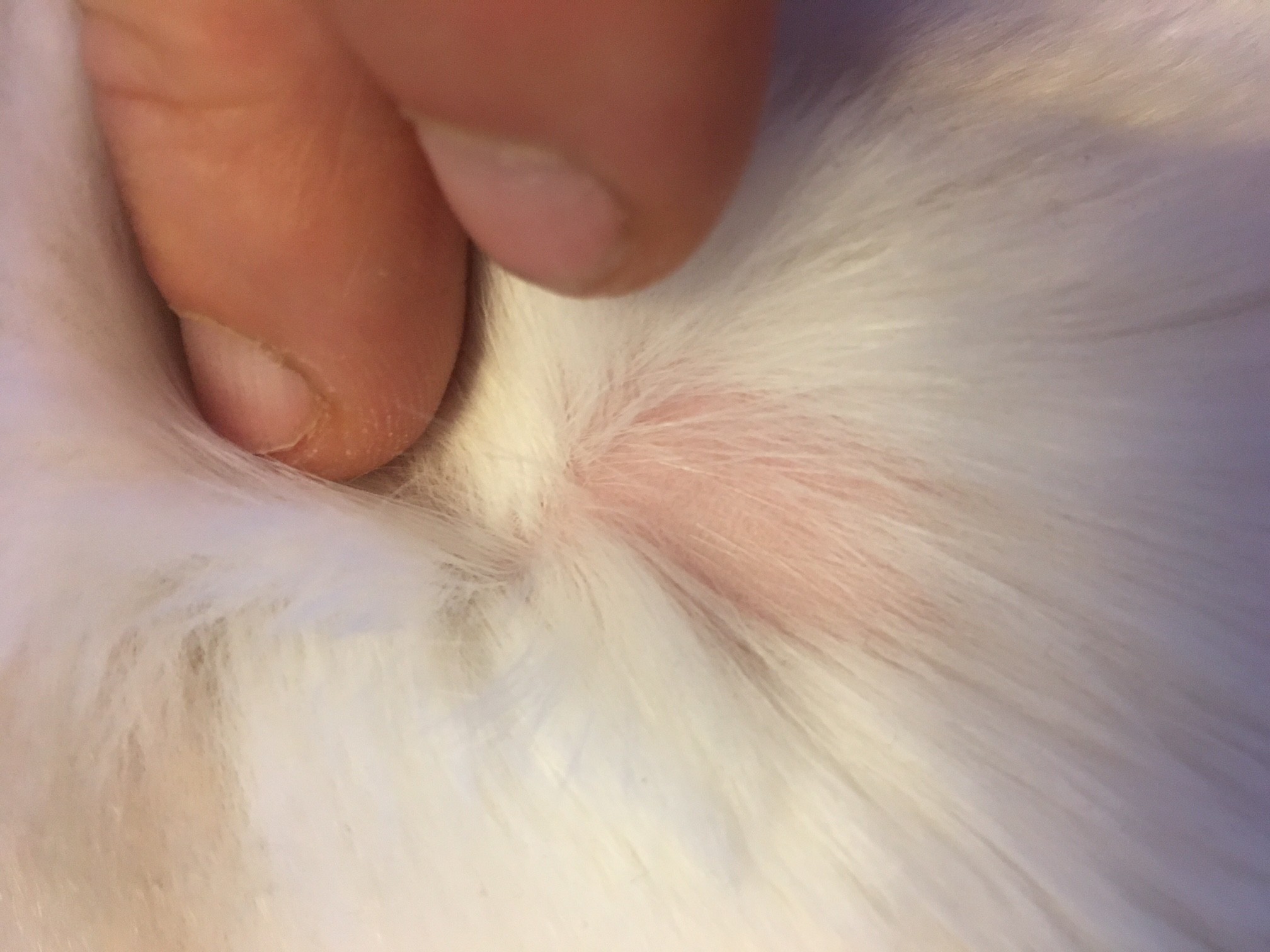 Mon Chat Perd Ses Poils A Certains Endroits Medecine Veterinaire Forum Animaux Doctissimo Mon Chat Perd Ses Poils A Certains Endroits Medecine Veterinaire Forum Animaux Doctissimo