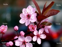fleur-de-cerisier-nadeshiko220110303202236