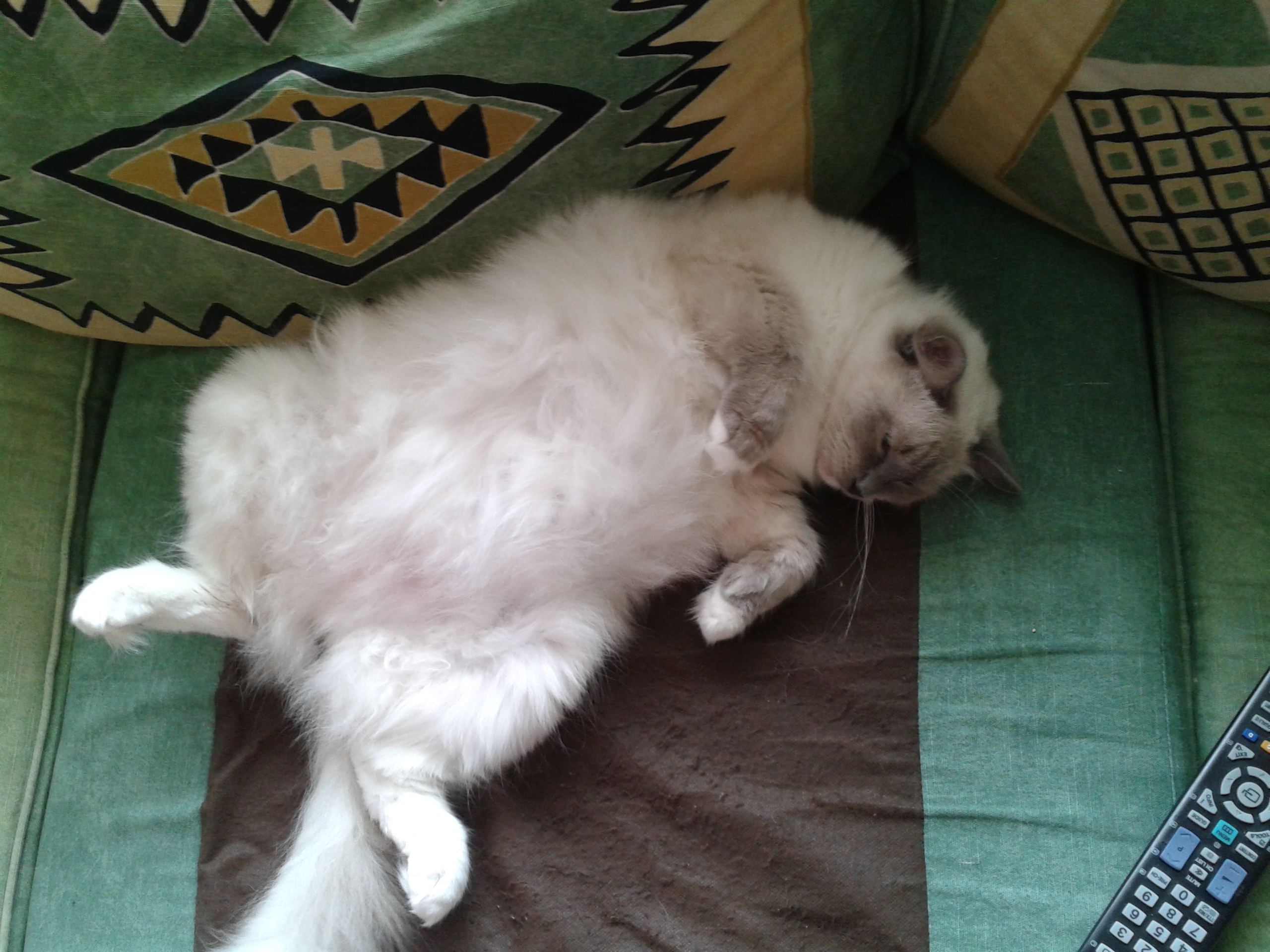 Premiere Portee De Ragdolls Pour Je T Aime Chats Forum Animaux Doctissimo