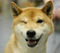 shiba-inu-mister-coocky-adoption-chien