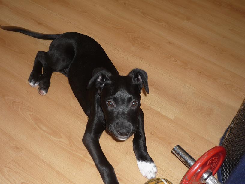Permis Pour Staff Croise Dogue Argentin Chiens Forum Animaux Doctissimo Permis Pour Staff Croise Dogue Argentin Chiens Forum Animaux Doctissimo