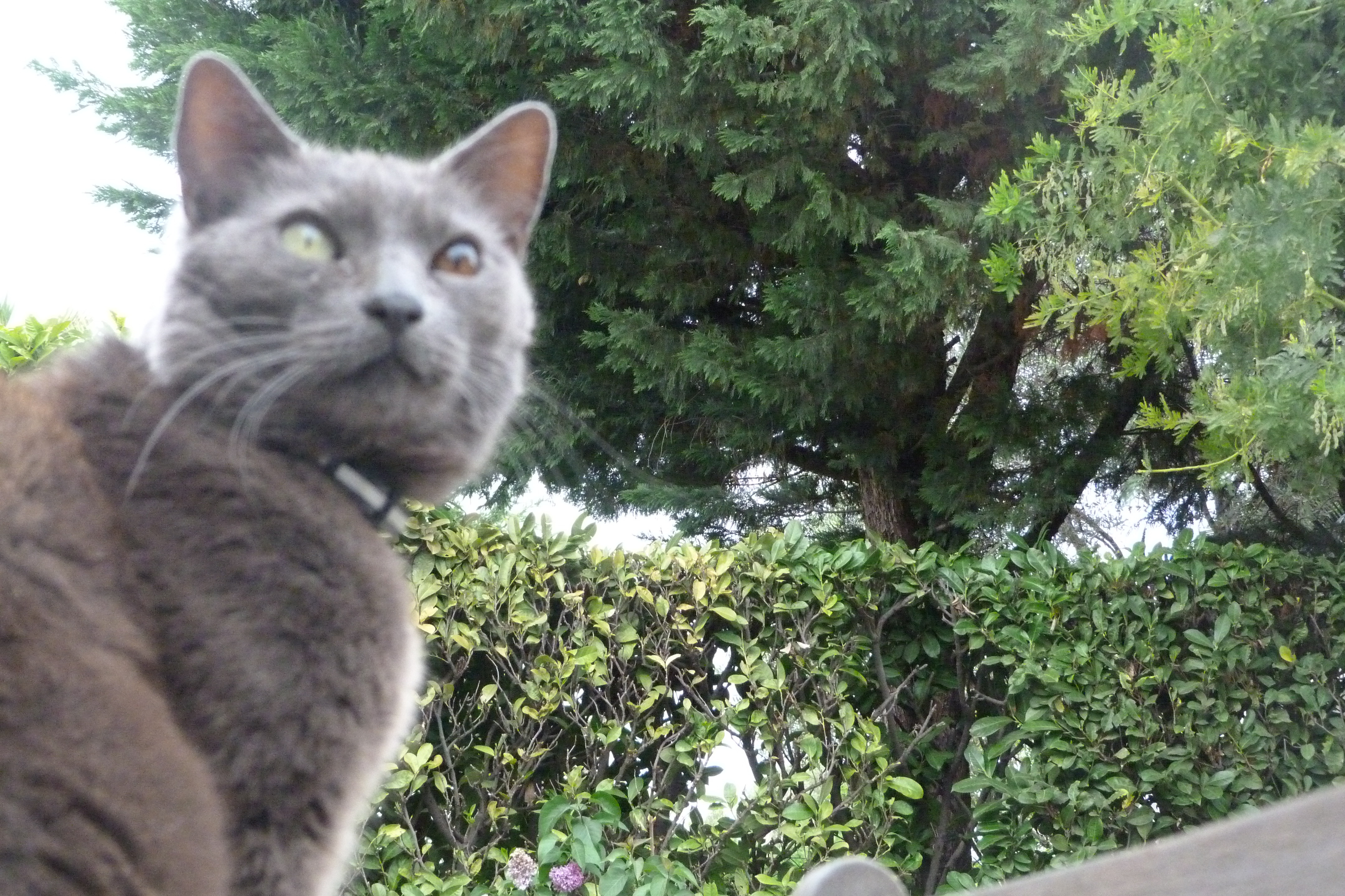 Yeux De Chats Deux Couleurs Differentes La Sante De Votre Chat Chats Forum Animaux Doctissimo