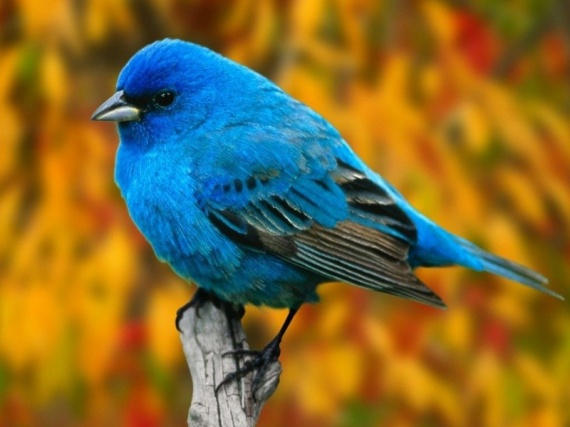 Fond Ecran Oiseau Bleu1 Oiseau Bleu Un Joli Oiseau Bleu
