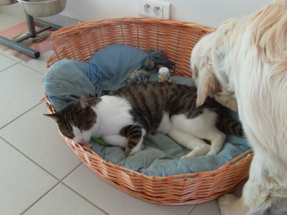 Joue Gonflee Et Infectee Chat