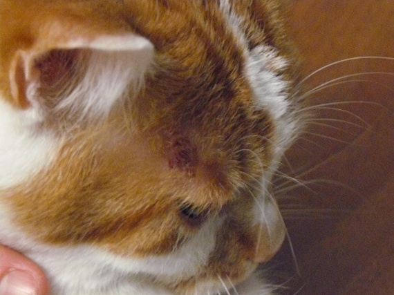 Plaque Rouge Croute Plaque Rouge Croute