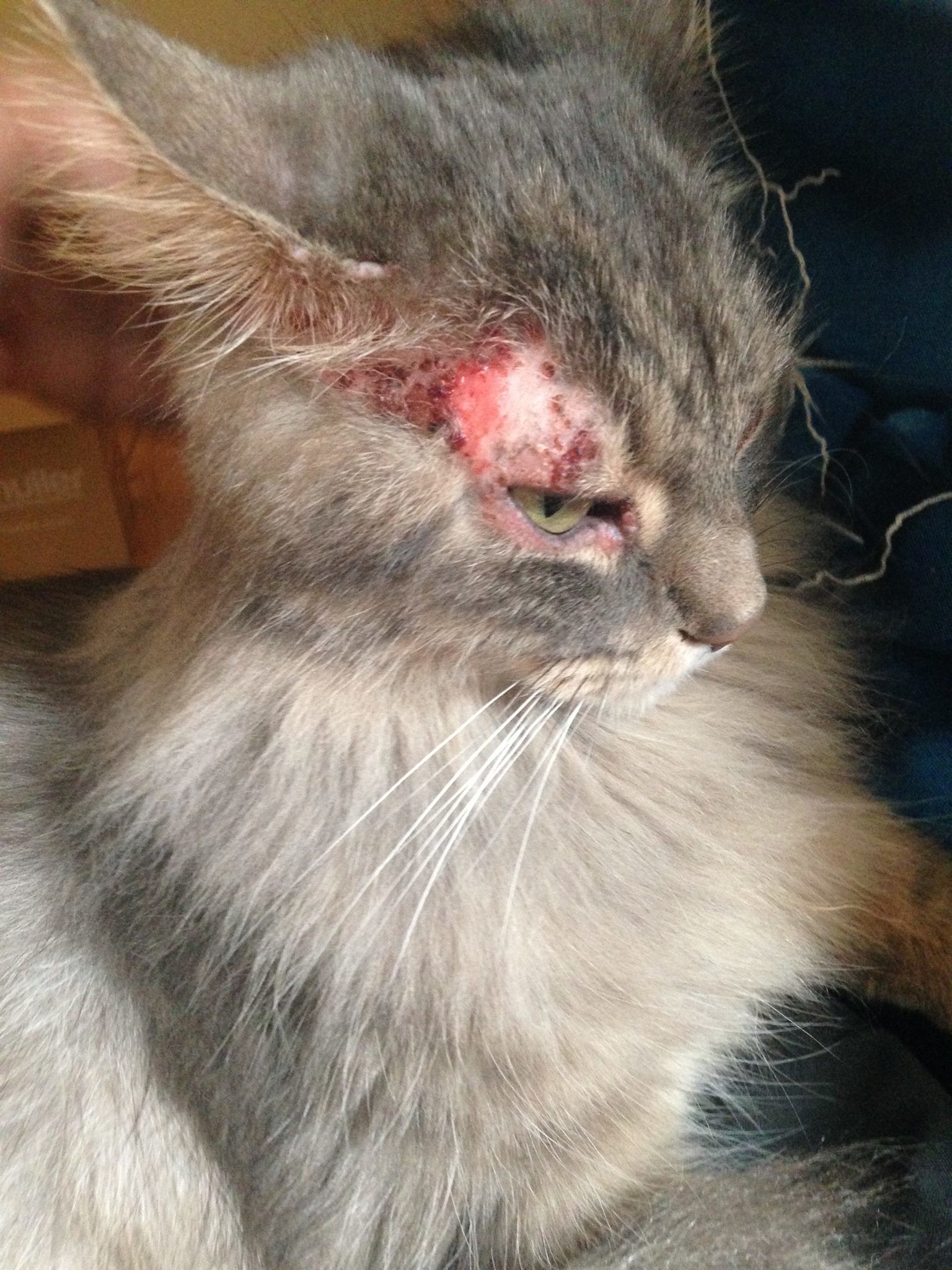 Chat Qui Se Gratte Au Sang La Sante De Votre Chat Chats Forum Animaux Doctissimo Chat Qui Se Gratte Au Sang La Sante De Votre Chat Chats Forum Animaux Doctissimo