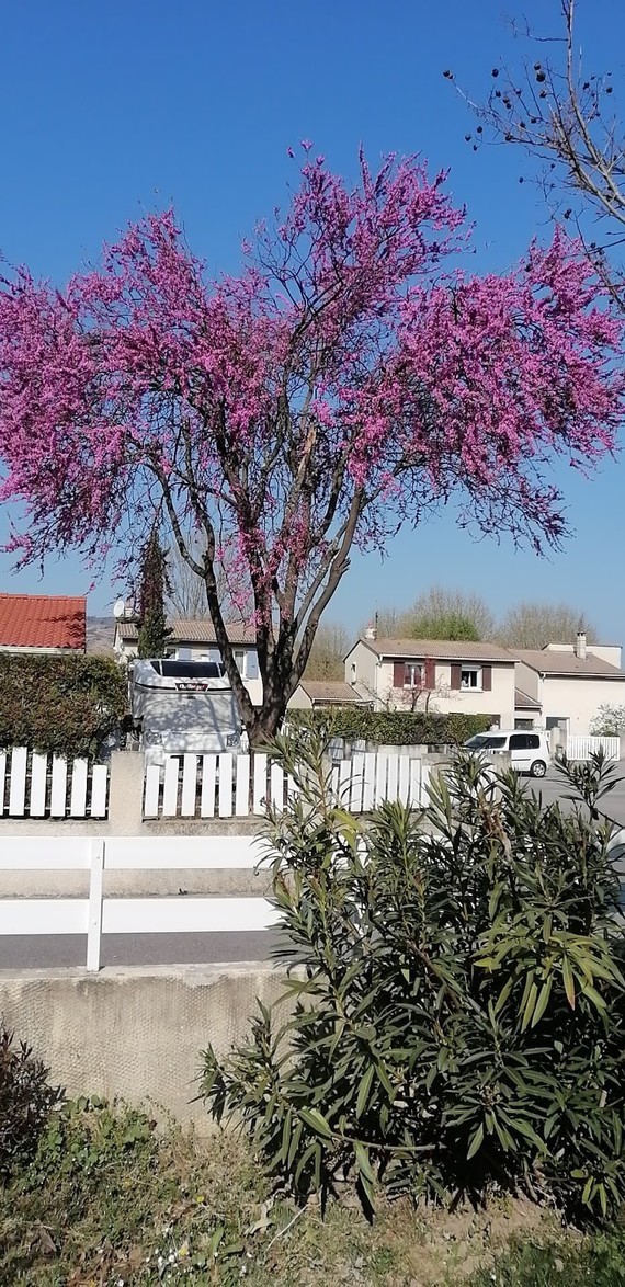 arbre de judée en fleurs
