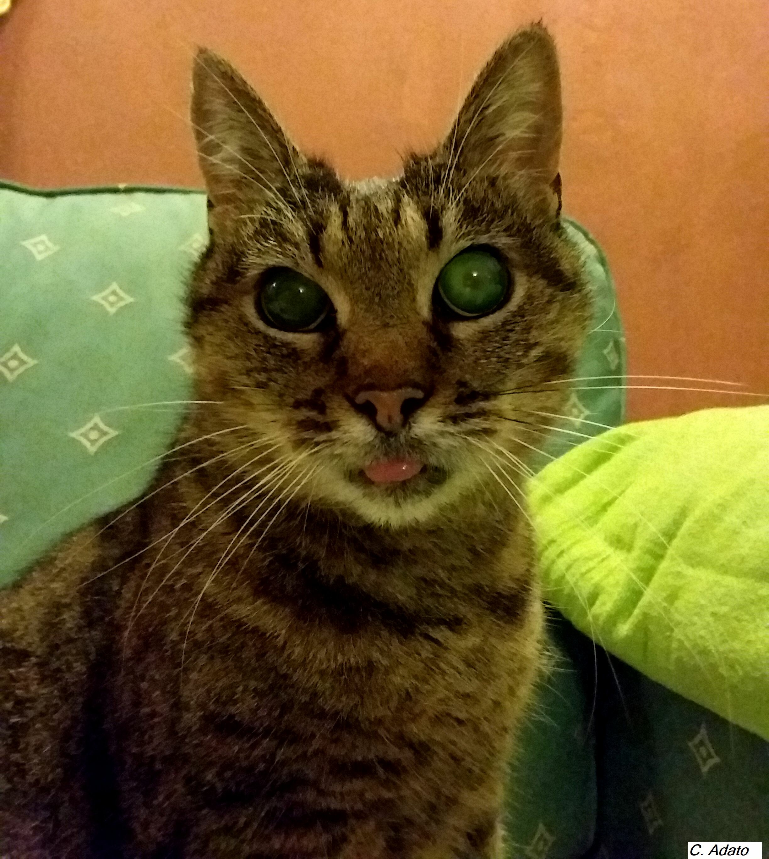 Recherche Semintra Non Utilise La Sante De Votre Chat Chats Forum Animaux Doctissimo Recherche Semintra Non Utilise La Sante De Votre Chat Chats Forum Animaux Doctissimo