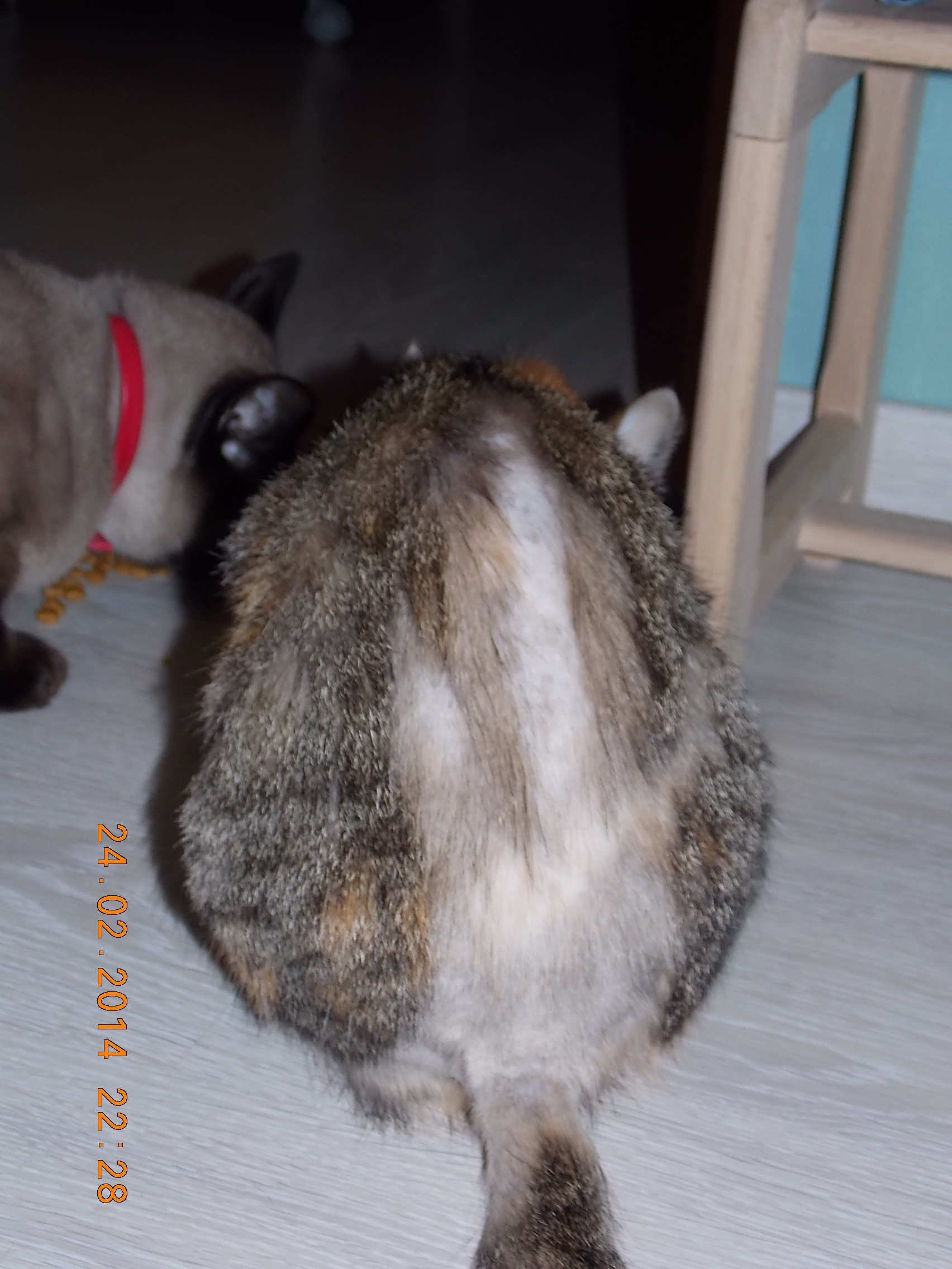 Mon Chat Perd Ses Poils Et Sa Ne Repousse Pas Medecine Veterinaire Forum Animaux Doctissimo Mon Chat Perd Ses Poils Et Sa Ne Repousse Pas Medecine Veterinaire Forum Animaux Doctissimo