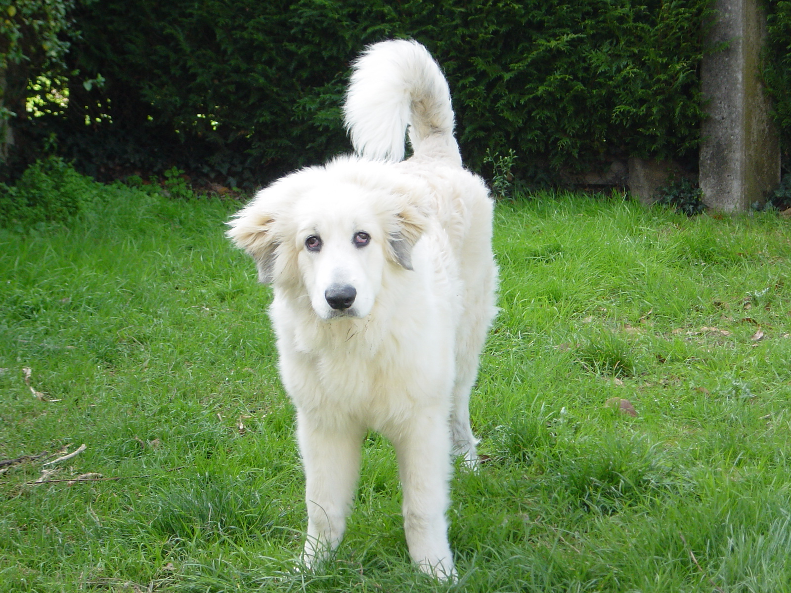 Qui à Un Ou Une Montagne Des Pyrénées Chiens Forum Animaux