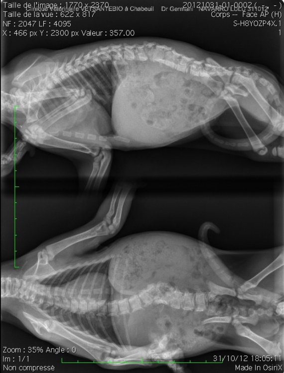 Radio Colonne Vertebrale Radio Colonne Vertebrale