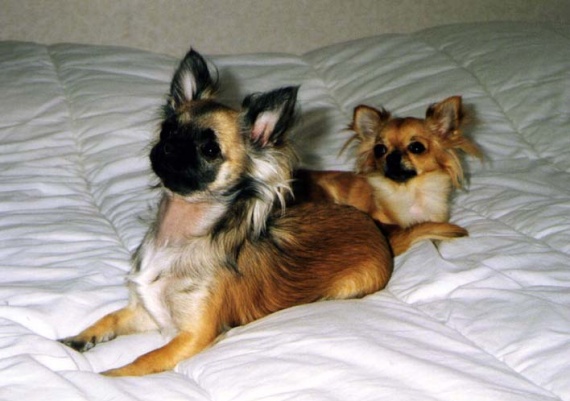 A Quel Age Un Chihuahua Arrete De Grandir HELP chihuahua ! Svp :) - Chiens - FORUM Animaux - Doctissimo