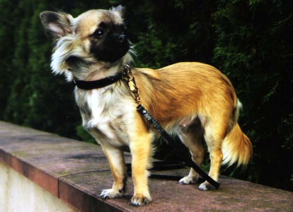 A Quel Age Un Chihuahua Arrete De Grandir HELP chihuahua ! Svp :) - Chiens - FORUM Animaux - Doctissimo