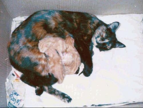 Chaton Qui Se Tete Lui Meme Ou Qui Tete Ses Freres Et Soeurs Chats Forum Animaux Doctissimo Chaton Qui Se Tete Lui Meme Ou Qui Tete Ses Freres Et Soeurs Chats Forum Animaux Doctissimo