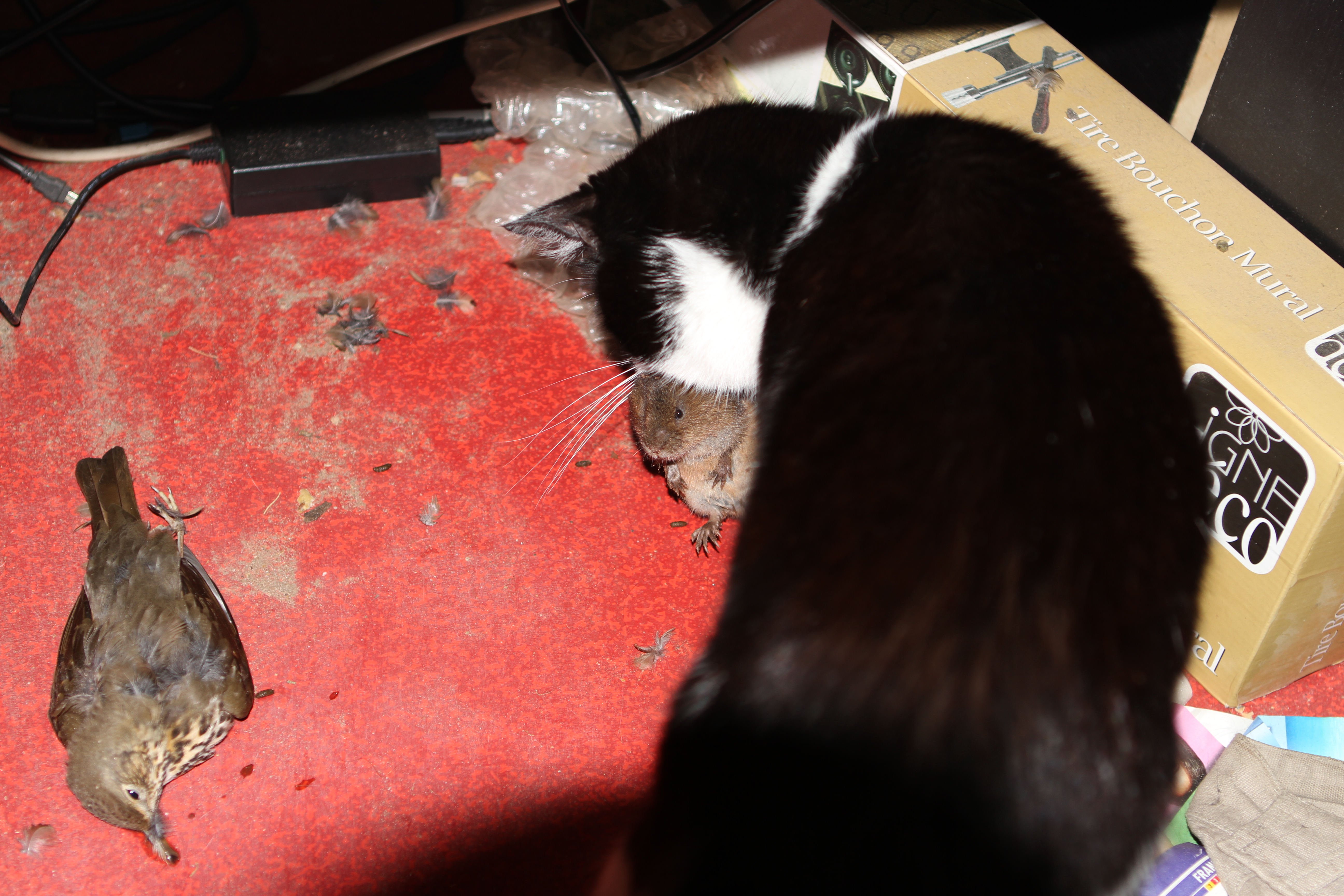 Chat Qui Ramene Des Souris Chats Forum Animaux Doctissimo Chat Qui Ramene Des Souris Chats Forum Animaux Doctissimo