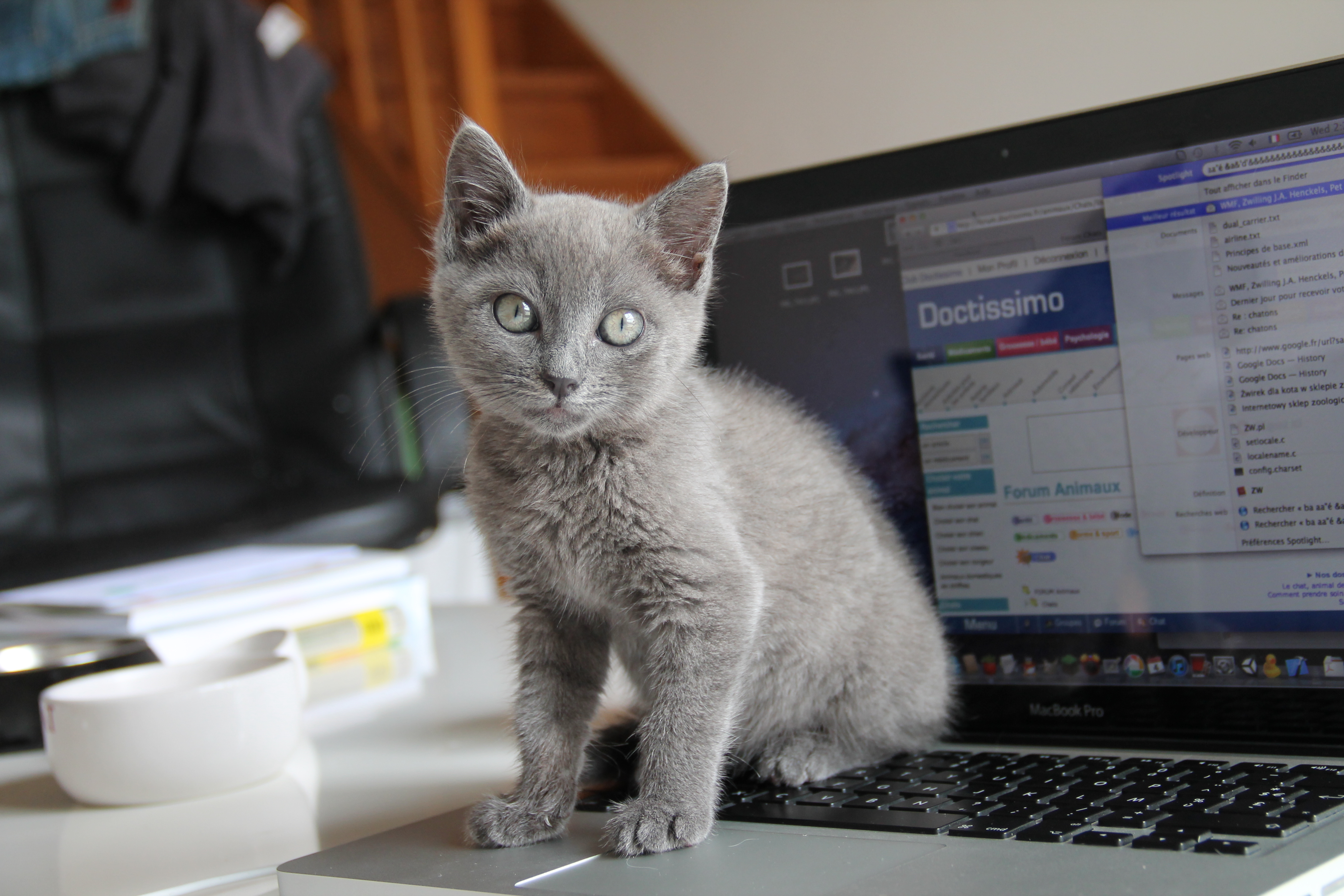 Hernie Diaphragmatique Cotes Plates Chez Un Chaton Medecine Veterinaire Forum Animaux Doctissimo