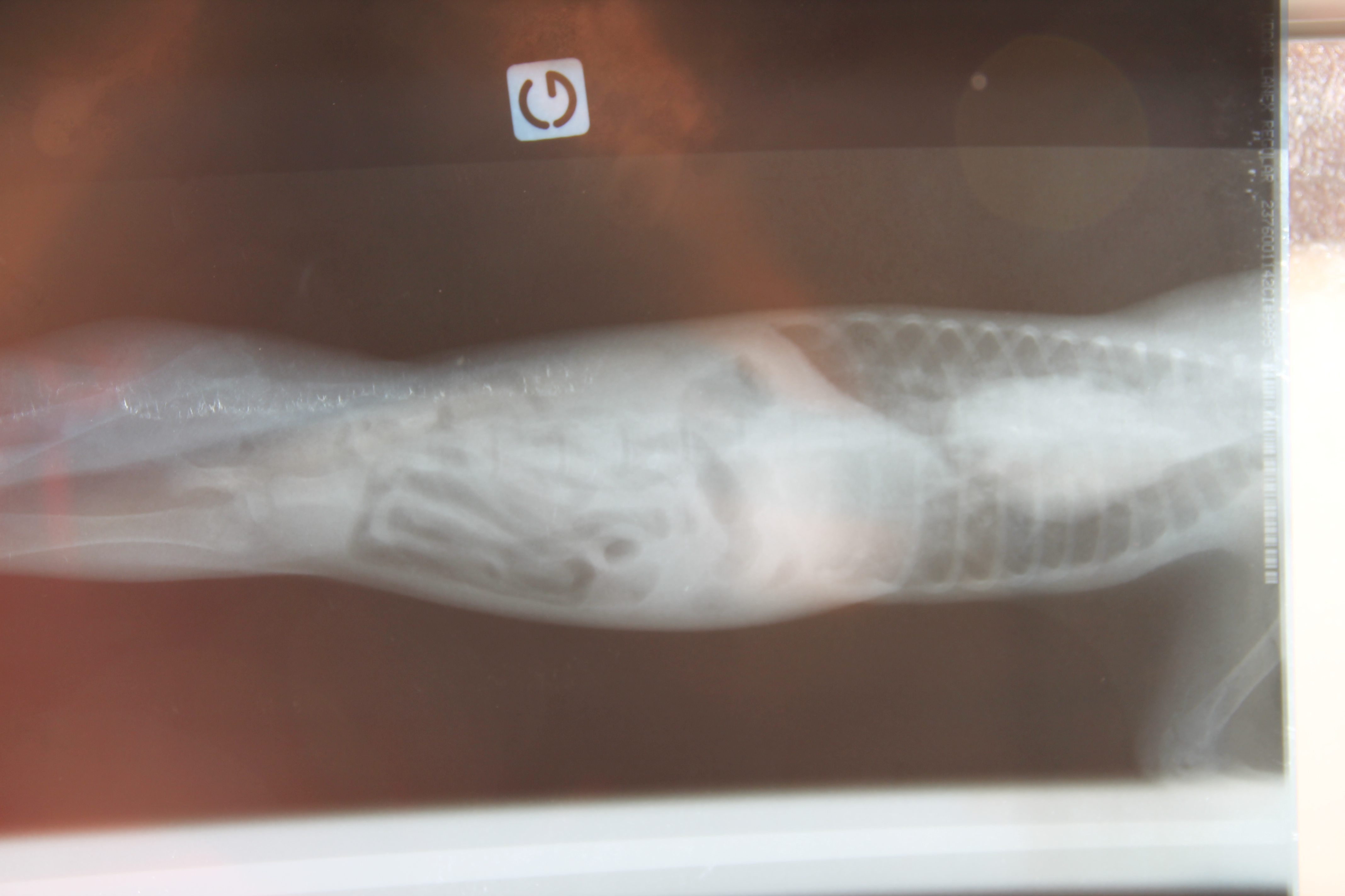 Hernie Diaphragmatique Cotes Plates Chez Un Chaton Medecine Veterinaire Forum Animaux Doctissimo