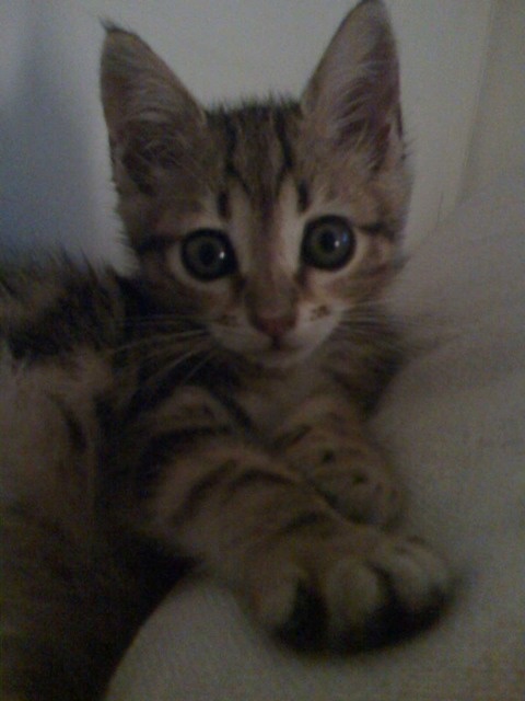 Croise Oriental Et Vous Croise Oriental Et Vous