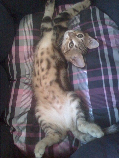 Croise Oriental Et Vous Croise Oriental Et Vous