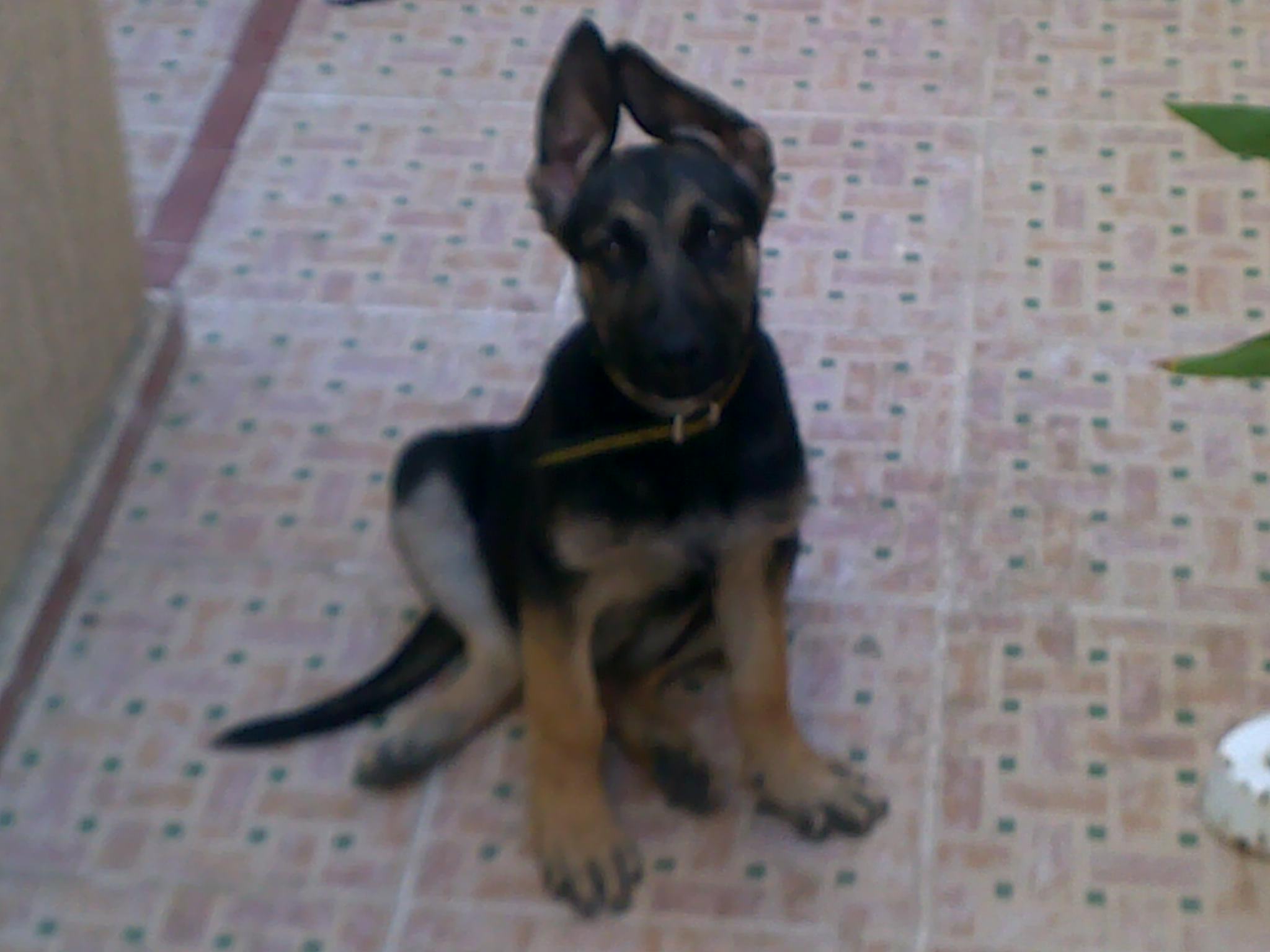 Oreilles B A 3 Mois Chiens Forum Animaux Doctissimo Oreilles B A 3 Mois Chiens Forum Animaux Doctissimo