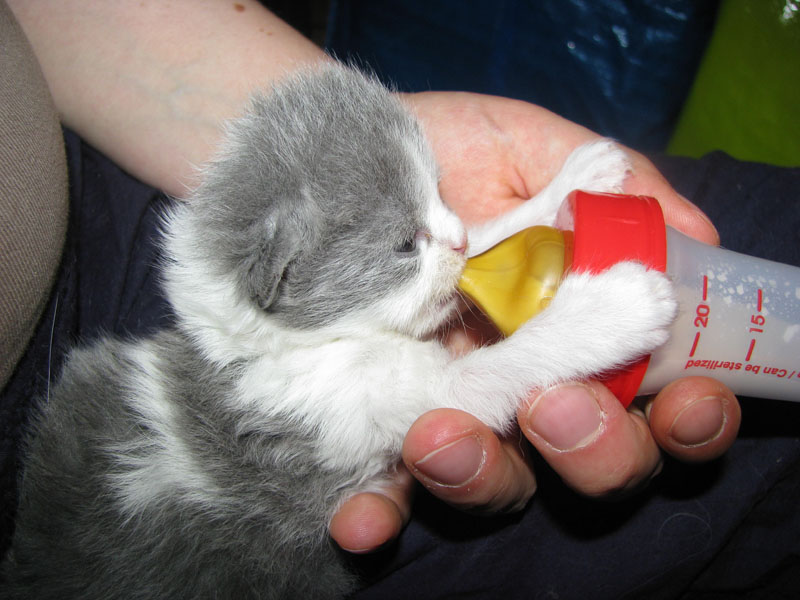 Mon Chaton Ne Veut Pas Prendre Le Biberon Chats Forum Animaux Doctissimo Mon Chaton Ne Veut Pas Prendre Le Biberon Chats Forum Animaux Doctissimo