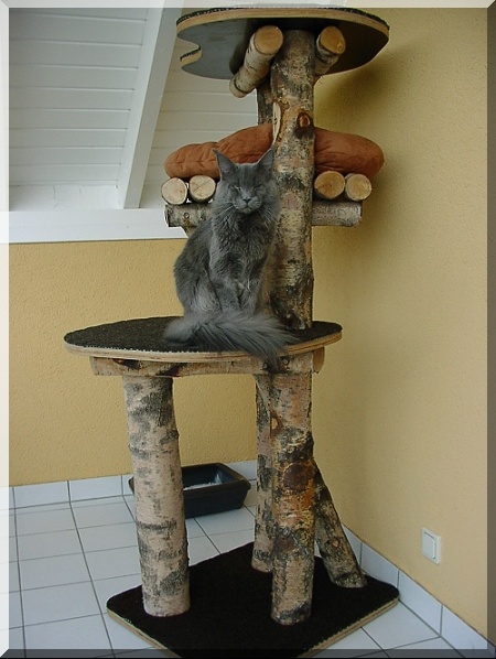 Avis Construction Arbre A Chat Chats Forum Animaux Doctissimo