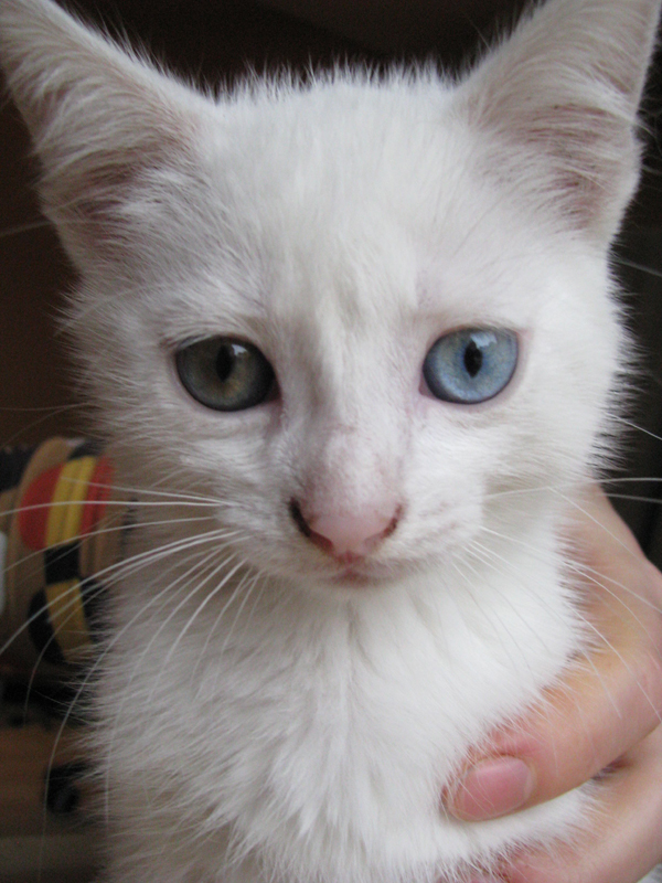 Chat Avec 2 Yeux De Couleurs Differentes Chats Forum Animaux Doctissimo Chat Avec 2 Yeux De Couleurs Differentes Chats Forum Animaux Doctissimo