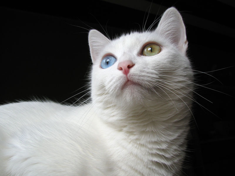 Chat Avec 2 Yeux De Couleurs Differentes Chats Forum Animaux Doctissimo Chat Avec 2 Yeux De Couleurs Differentes Chats Forum Animaux Doctissimo