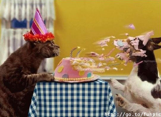 Joyeux Anniversaire Fallait Pas L Embeter Mes Images Cons Stadire Photos Club Doctissimo