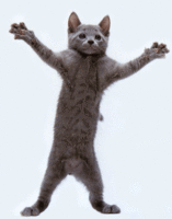 dancing cat2