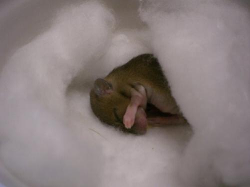 Une Amie A Trouve Un Rat Ou Une Souris Un Bebe En Tous Cas Nouveaux Animaux De Compagnie Rats Reptiles Furets Forum Animaux Doctissimo Une Amie A Trouve Un Rat Ou Une Souris Un Bebe En Tous Cas Nouveaux Animaux De Compagnie Rats Reptiles Furets Forum Animaux Doctissimo