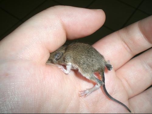 Une Amie A Trouve Un Rat Ou Une Souris Un Bebe En Tous Cas Nouveaux Animaux De Compagnie Rats Reptiles Furets Forum Animaux Doctissimo