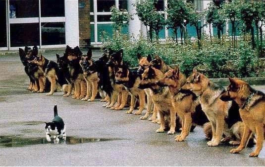 25 Images Tres Amusantes D Animaux Issues D Un Concours De