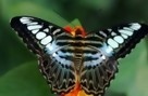 papillons_exotiques