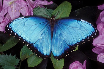 papillon-bleu-cceb1a