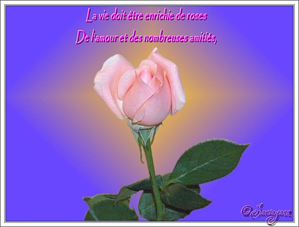 Citation Rose Par Samia Nasr Poemes Sur La Vie O00oo00o Photos Club Doctissimo