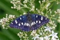 5959714-sud-papillon-rare-amiral-blanc-limenitis-reducta-en-europe