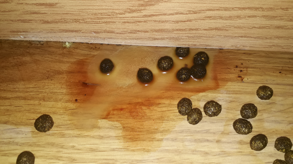 Mon lapin urine rouge Page 2 Hamsters, cochons d