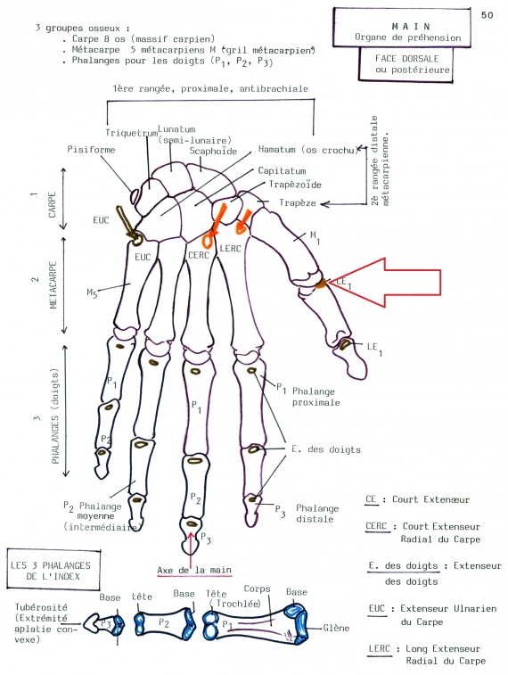 [Diagnostic] Pouce et genou