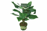 Philodendron   6.00€