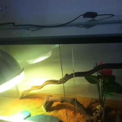 Mon Pogona Ne S Alimente Plus Nouveaux Animaux De Compagnie Rats Reptiles Furets Forum Animaux Doctissimo