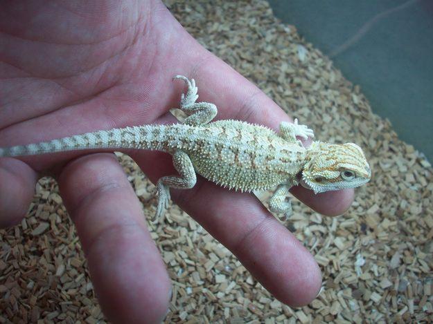 Mon Pogona Ne S Alimente Plus Nouveaux Animaux De Compagnie Rats Reptiles Furets Forum Animaux Doctissimo